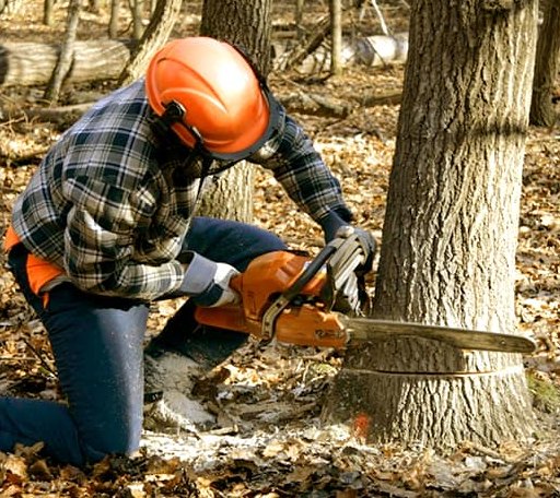 Tree Removal in Pleasant Plains, IL